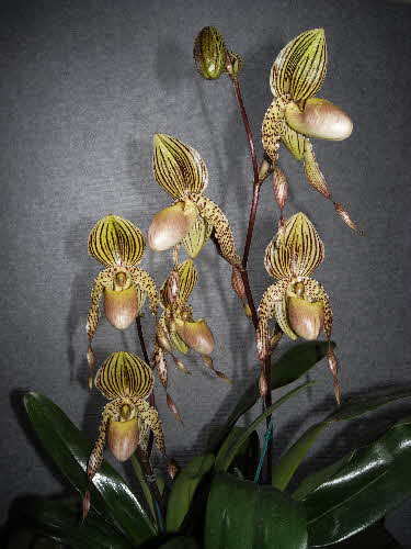 Paph. Mary Franz Smith 
