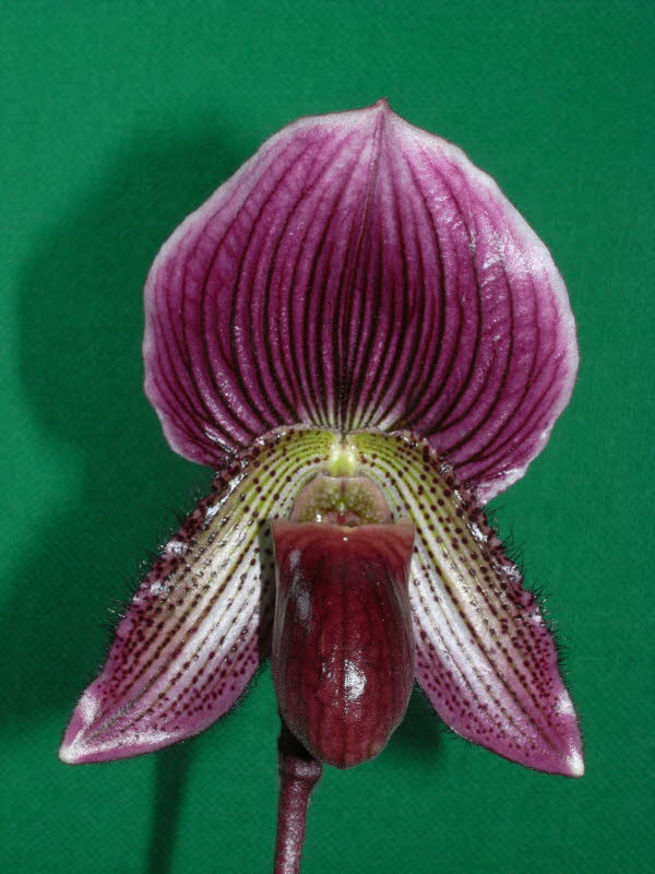 Paph. (Maudiae x Black Sceptre) x fairrieanum