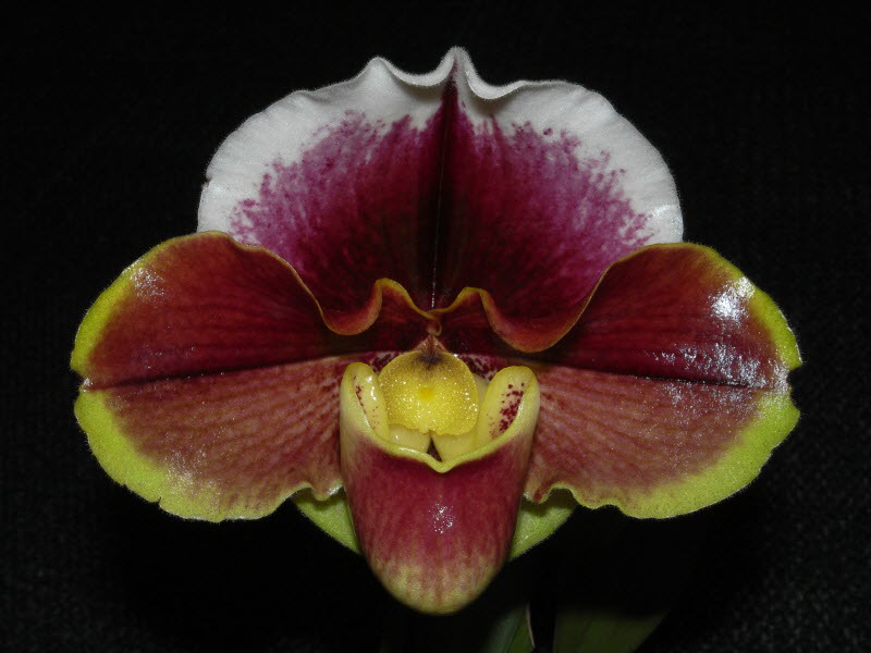 Paph. (Personnella x Winston Churchill) x Global Harmony