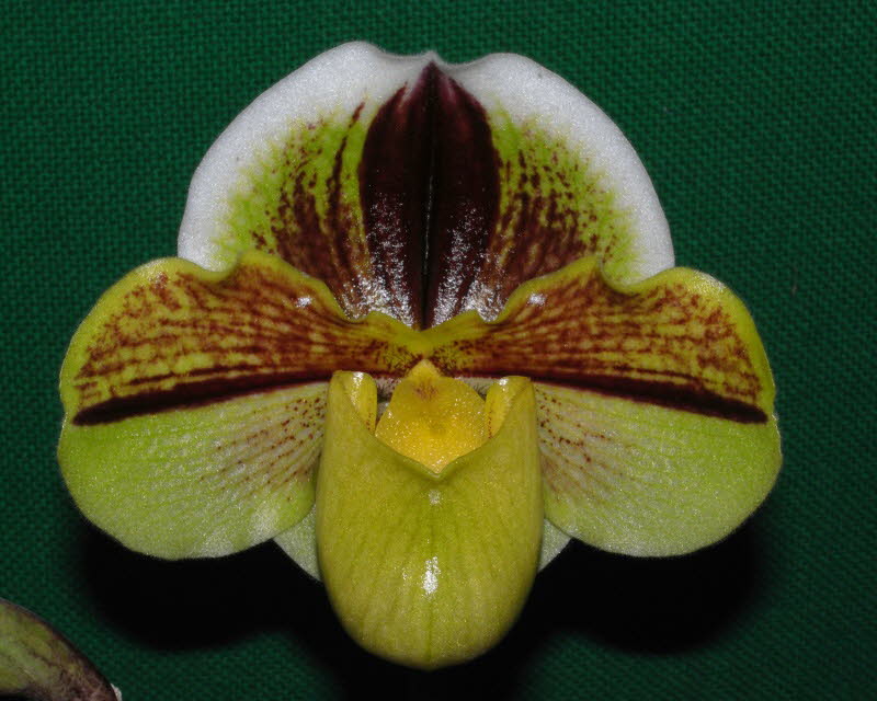 Paph. Aragon 'Katherine'