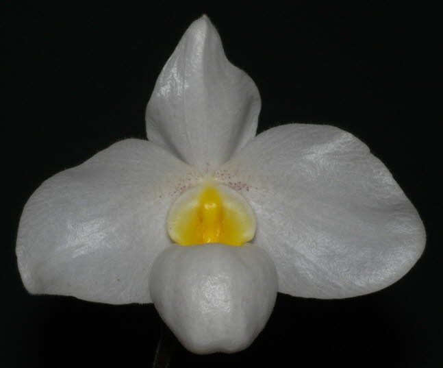 Paph. Armeni White