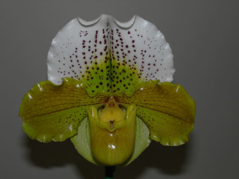 Paph. Bilgay 'Look At Me'