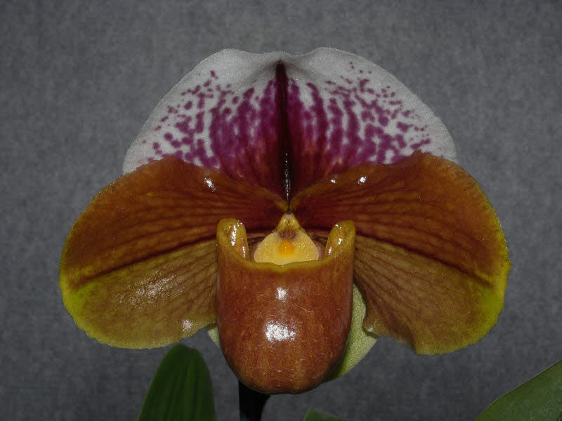 Paph. Charlie's Girl 'Tierden's Second'