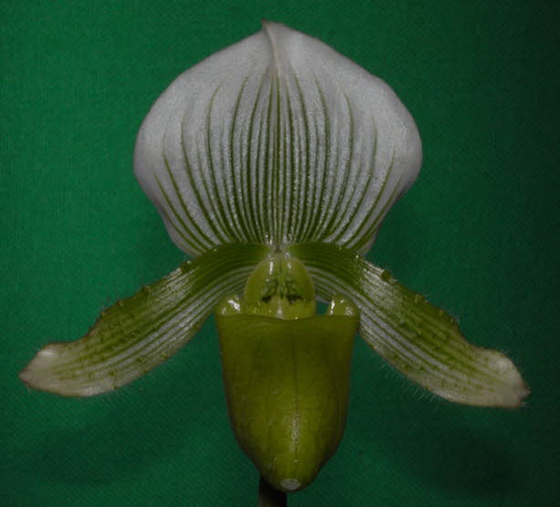 Paph. Clair de Lune 'Edgard Van Belle'