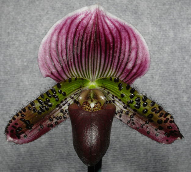 Paph. Dark Force 'Super Vini' x Ruby Peacock 'Black on Black'