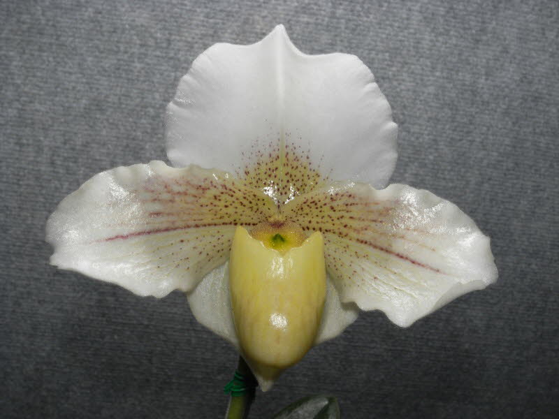 Paph. Dusty Miller x White Knight