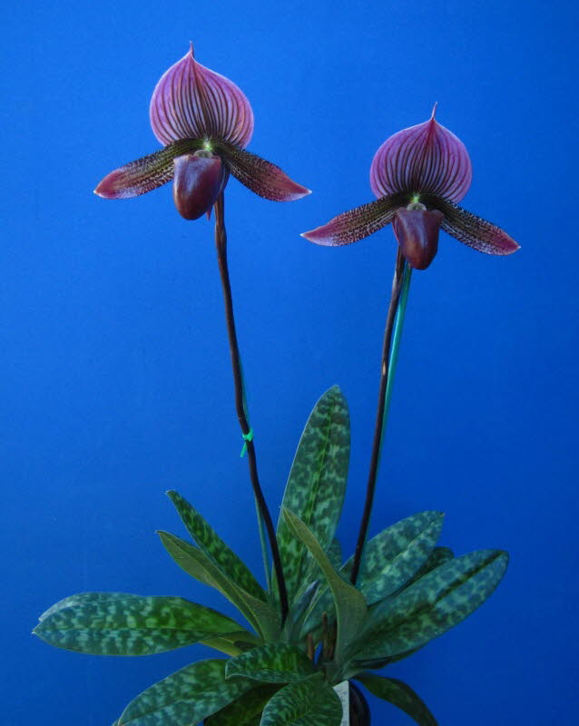 Paph. Eerie Flame