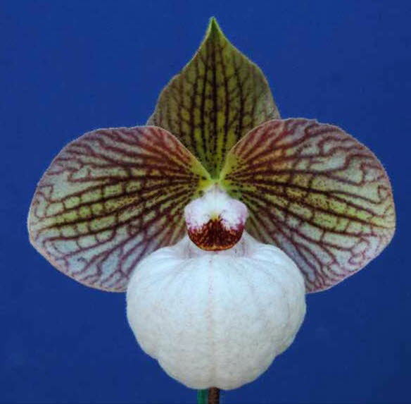 Paph. Fanaticum