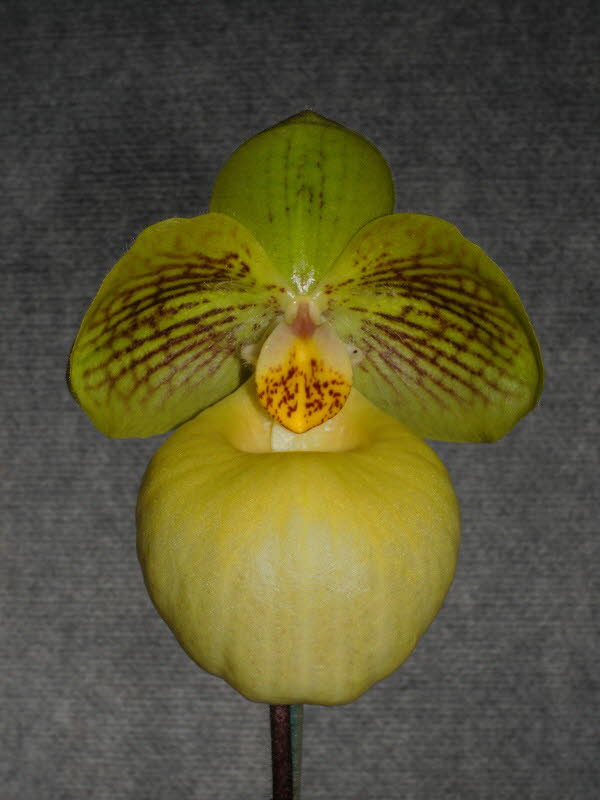 Paph. Fumi's Delight