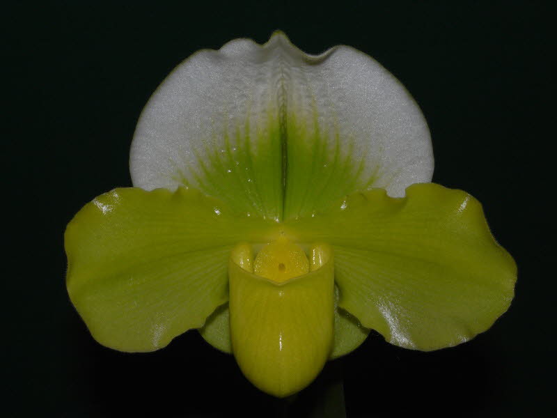 Paph. Gaymaid 'The Princess'