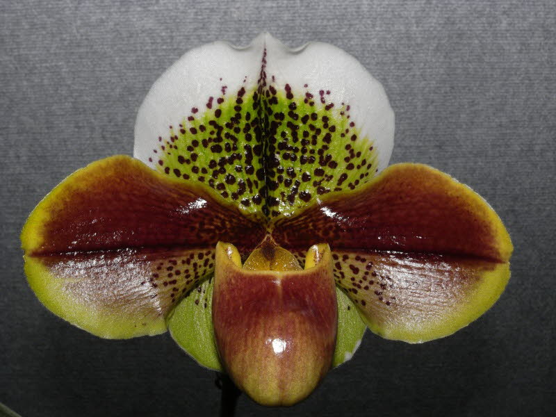 Paph. Highland Pride 'Marie' HCC_QOS-AOC