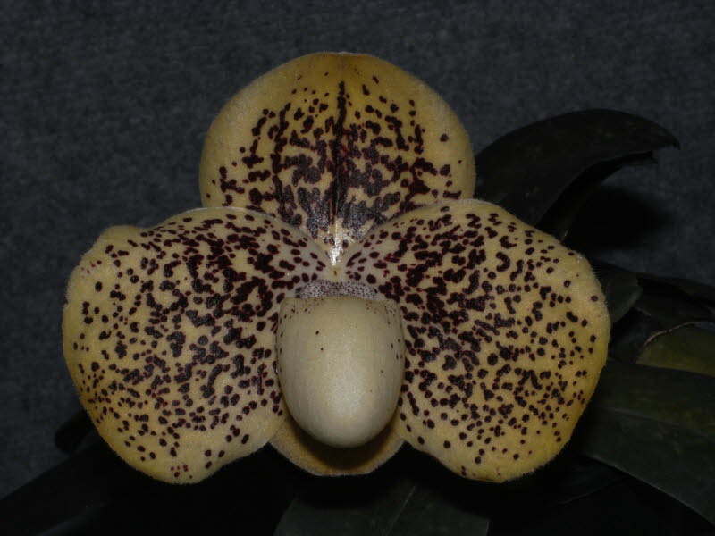 Paph. James Bacon 'Tierdon'