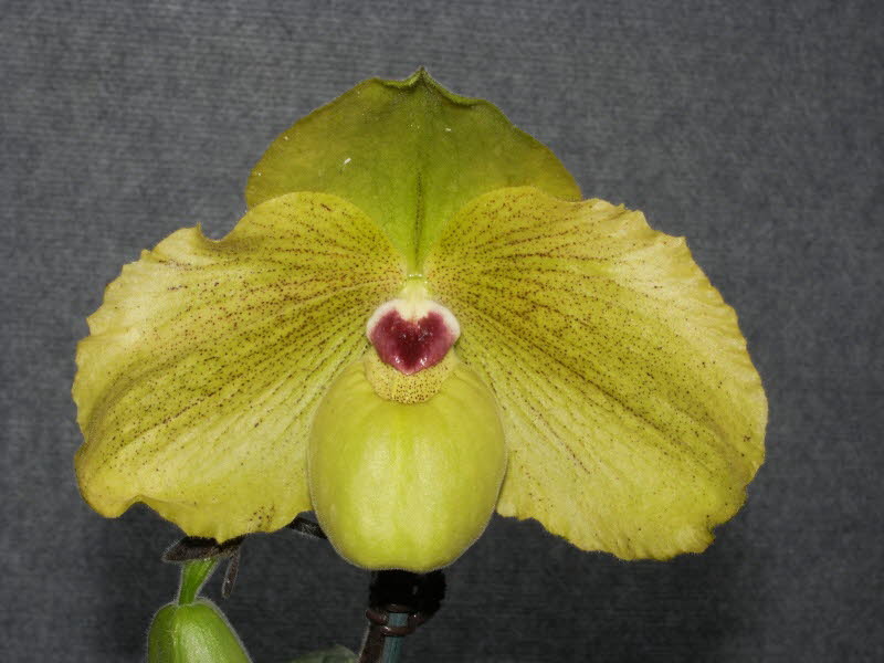 Paph. James Bacon x malipoense