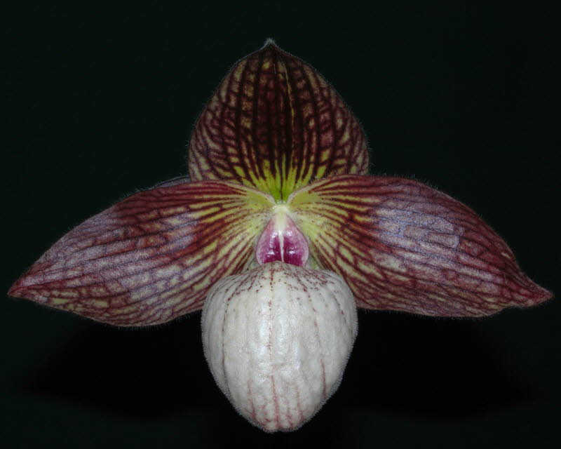 Paph. Krull's Lace