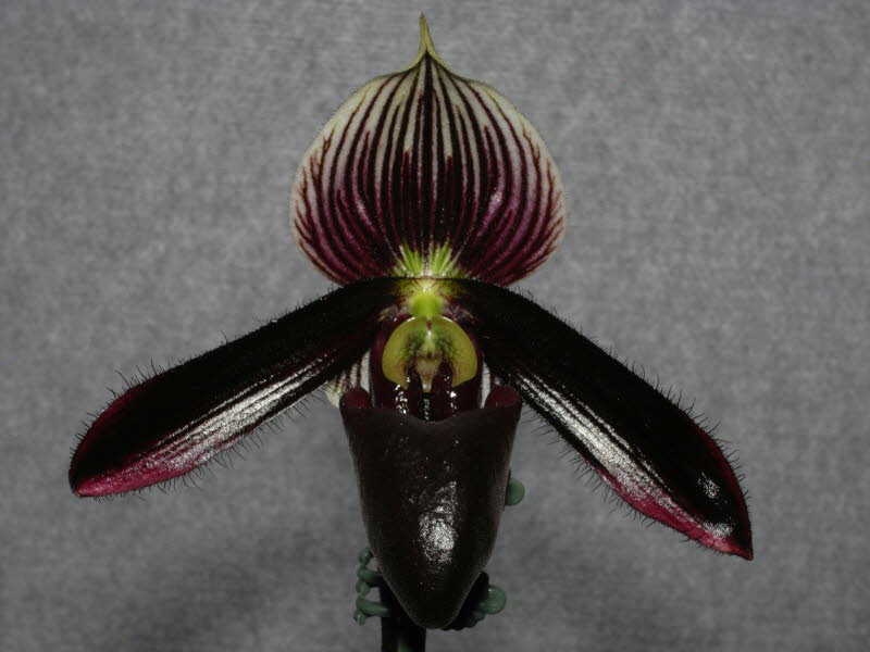 Paph. Macbeth's Ghost