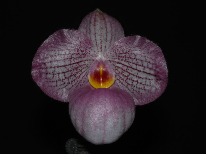 Paph. Magic Lantern 'GBE'