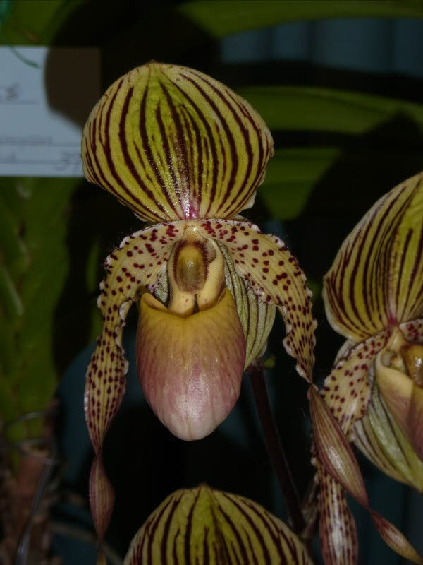 Paph. Mary Franz Smith