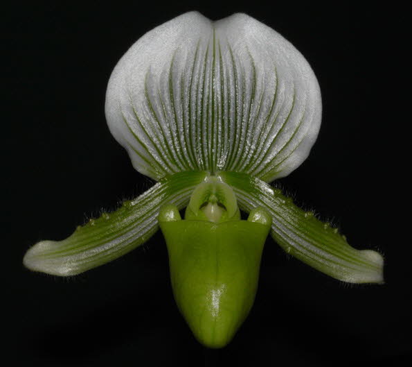 Paph. Maudiae 'The Queen'