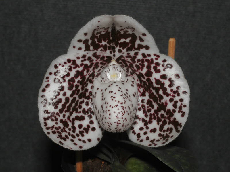 Paph. Otogozen