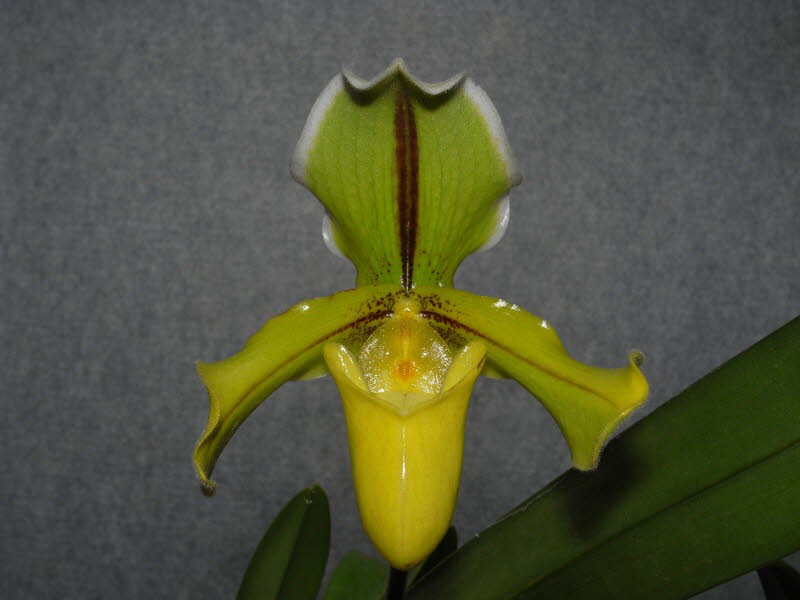 Paph. Quercitron 'Bacon N Eggs'