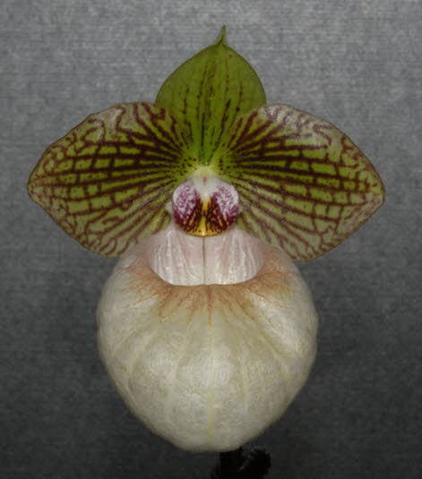 Paph. Regcan Sanfan