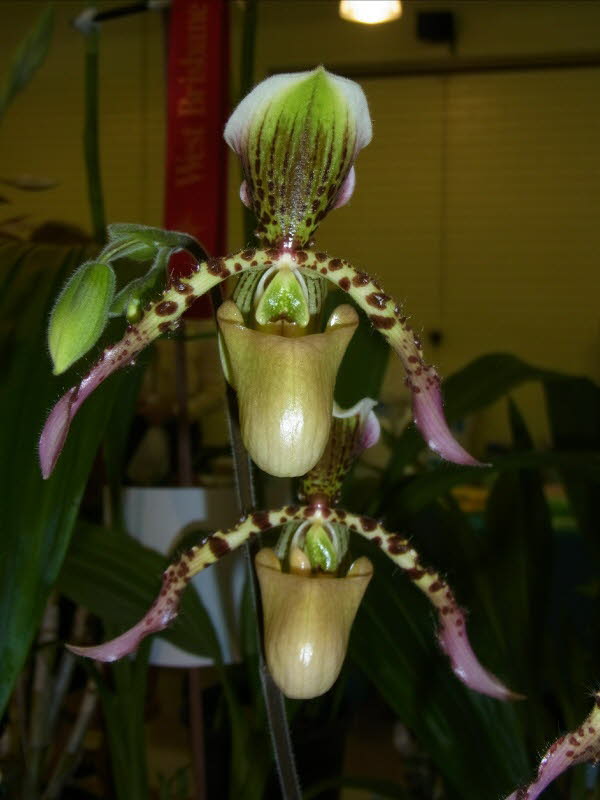 Paph. Rodney Wilcox Jones