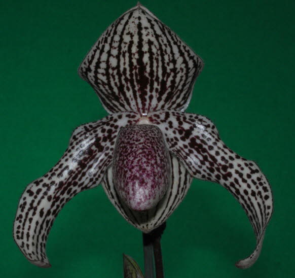 Paph. Rolfei