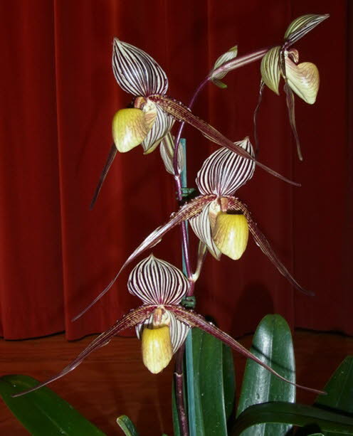 Paph. Saint Swithin 'Sunnybank'