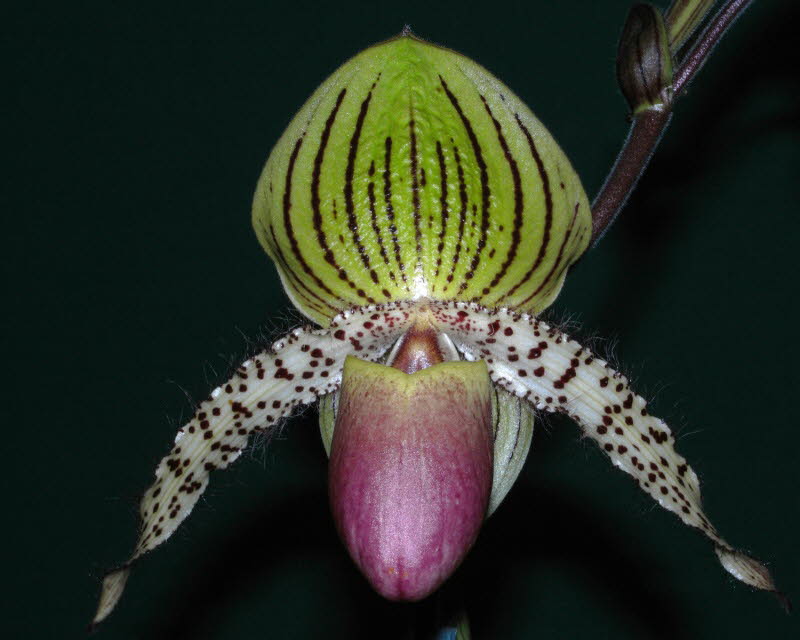 Paph. Transvaal 'Panorama' HCC_AOC