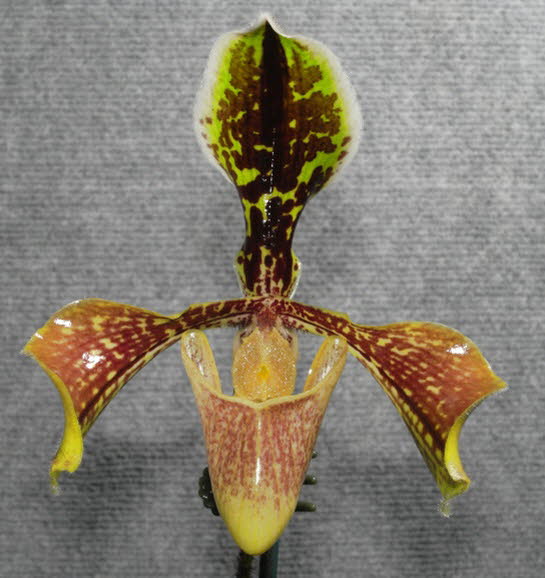 Paph. boxalli x Radiant Tiger