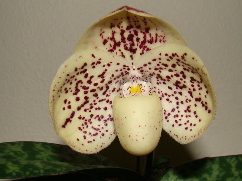 Paph. leucochilum 'Shaker' x Wellconabe 'Golden'