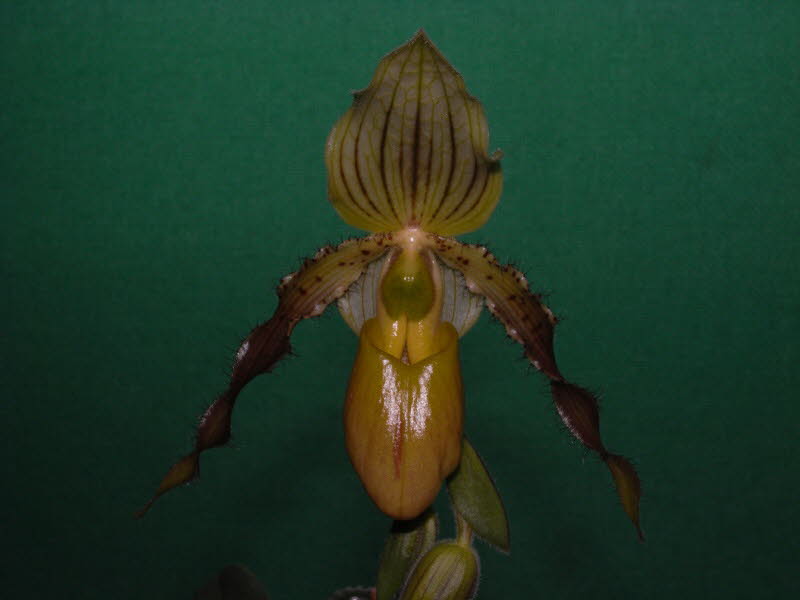 Paph. primulinum x roebelenii