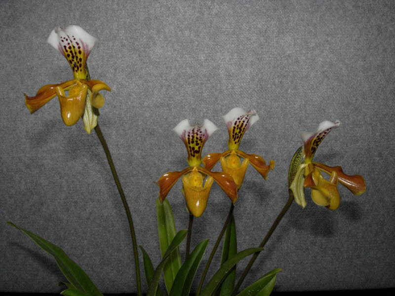 Paphiopedilum affine