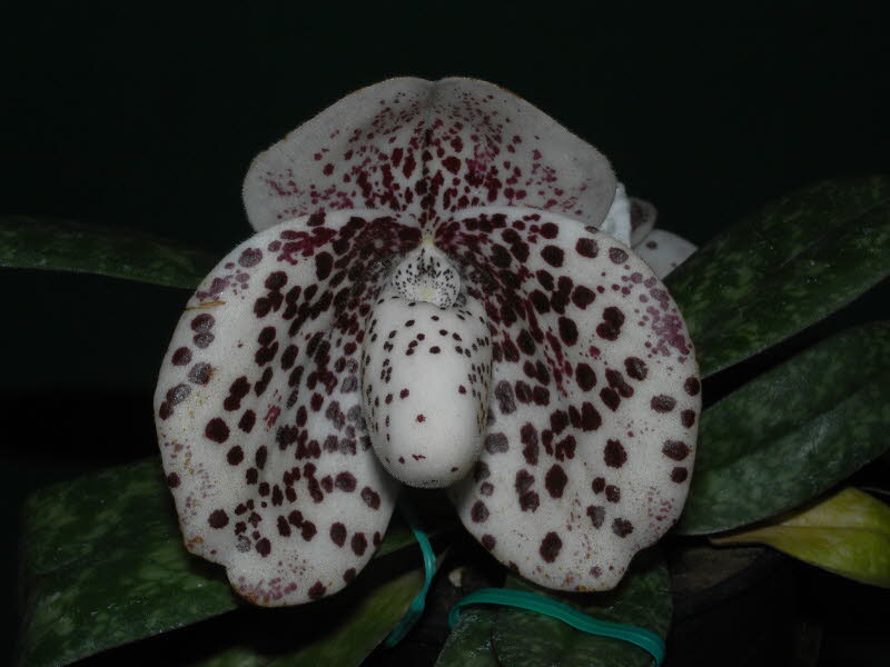 Paphiopedilum bellatulum