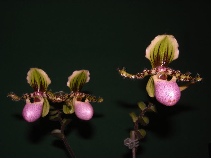 Paphiopedilum chamberlainianum var. latifolium