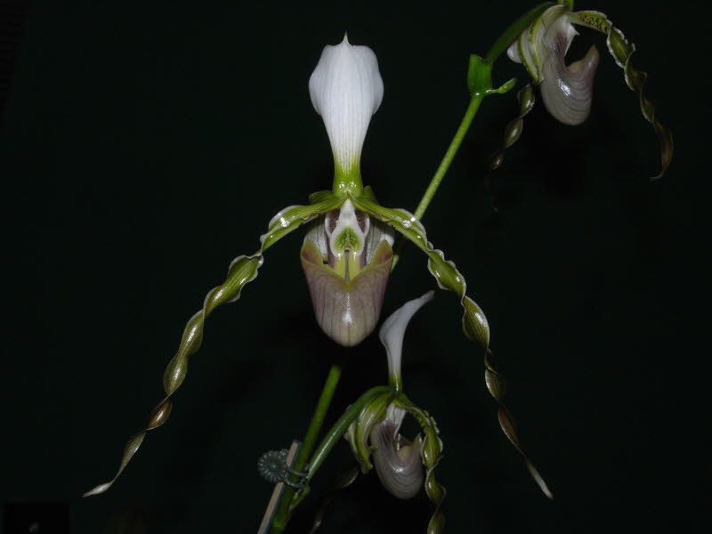 Paphiopedilum dianthum