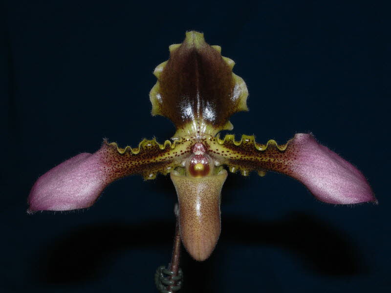 Paphiopedilum esquirolei