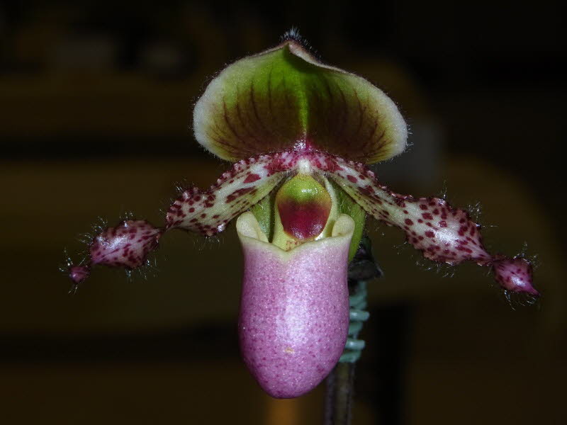 Paphiopedilum glaucophyllum