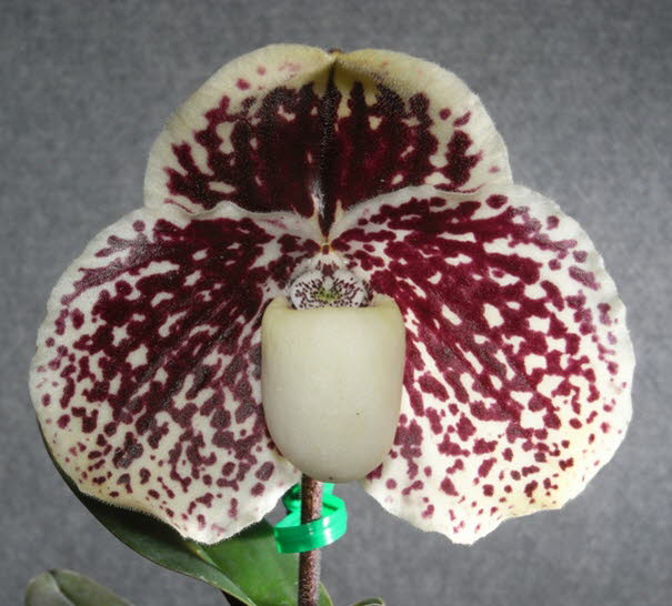 Paphiopedilum godefroyae