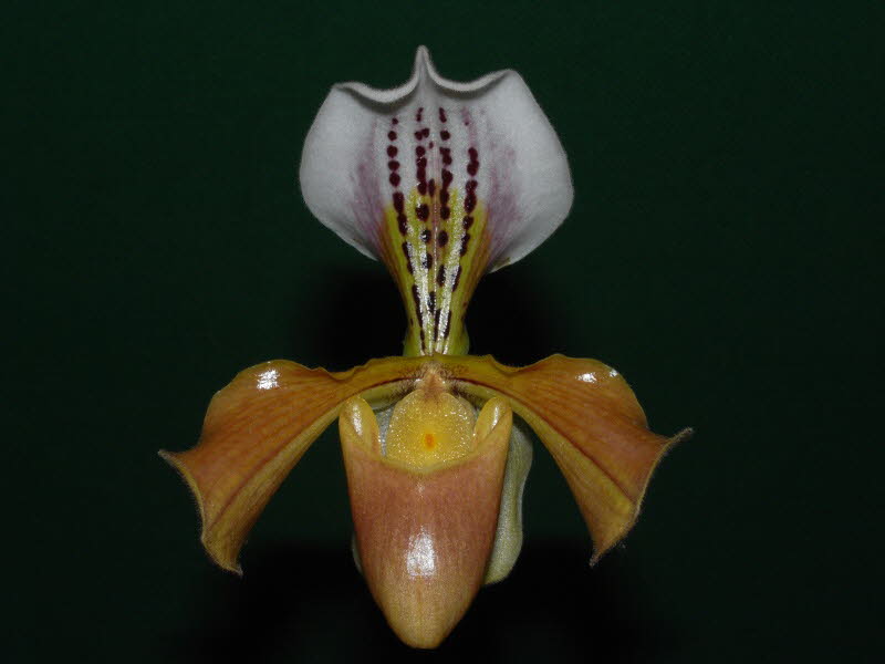 Paphiopedilum gratrixianum