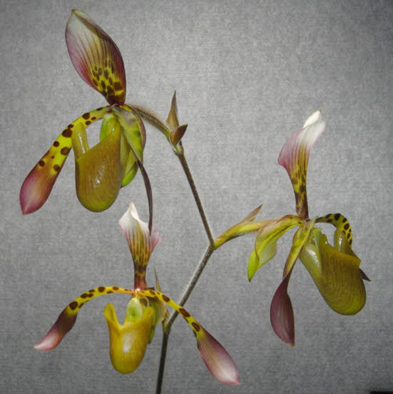 Paphiopedilum haynaldianum