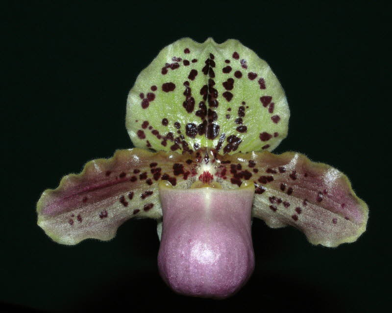 Paphiopedilum henryanum 'No 2'