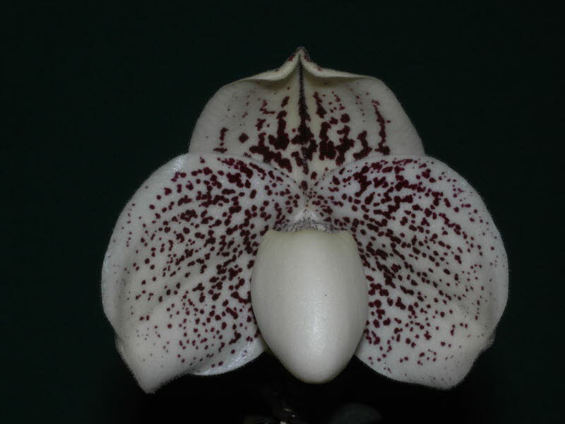 Paphiopedilum leucochilum