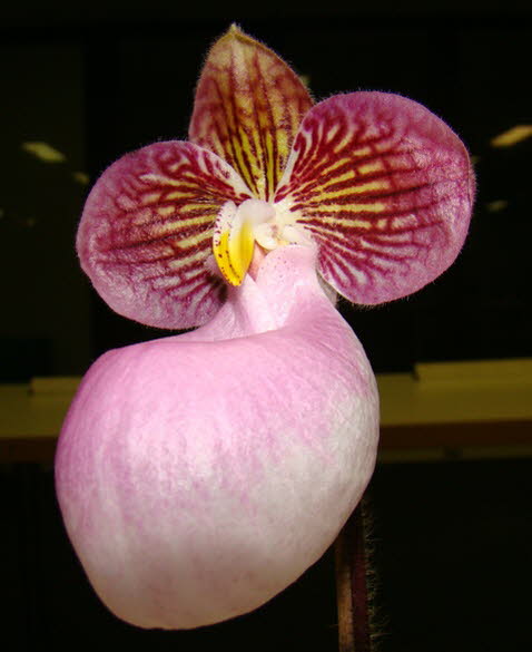 Paphiopedilum micranthum