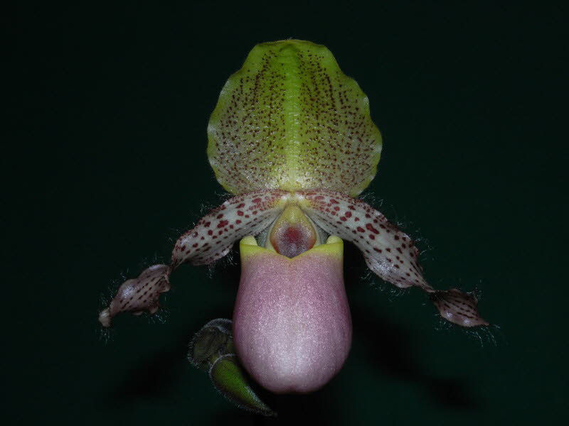 Paphiopedilum moquetteanum