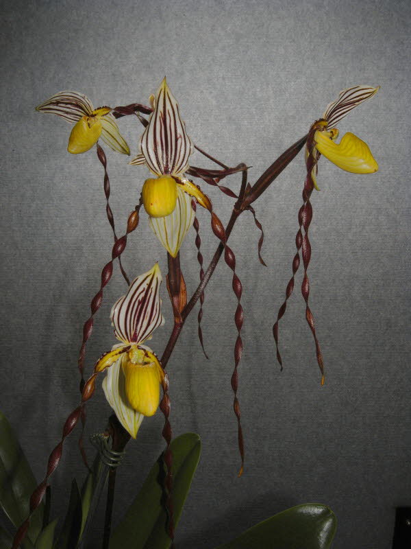 Paphiopedilum philippinense 'Ann'