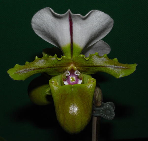 Paphiopedilum spicerianum 'Green Mystery' x 'Mallingham'