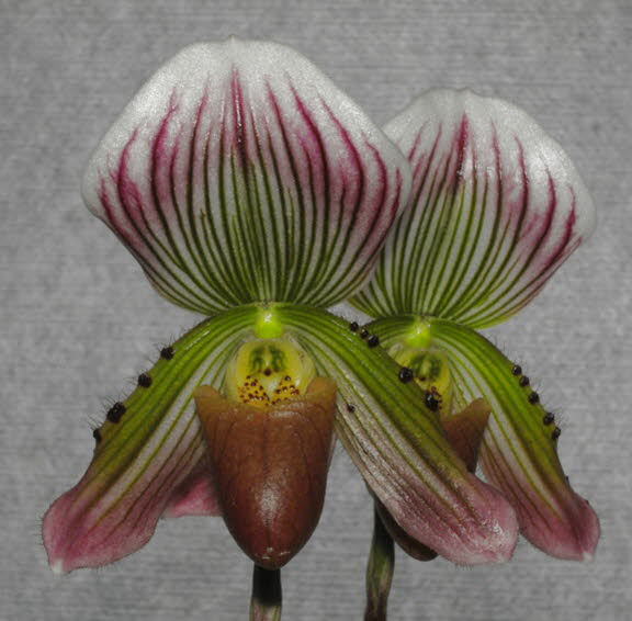 Paphiopedilum sublaeve