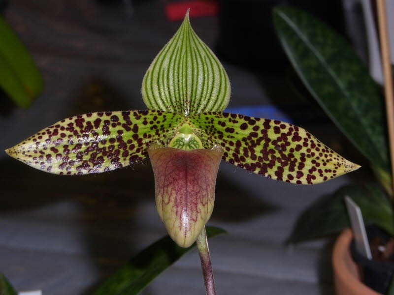 Paphiopedilum sukhakulii