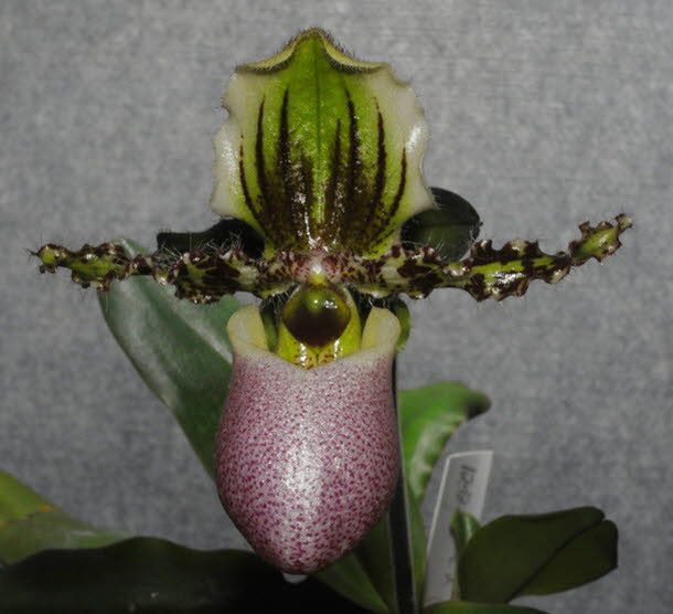 Paphiopedilum victoria-regina